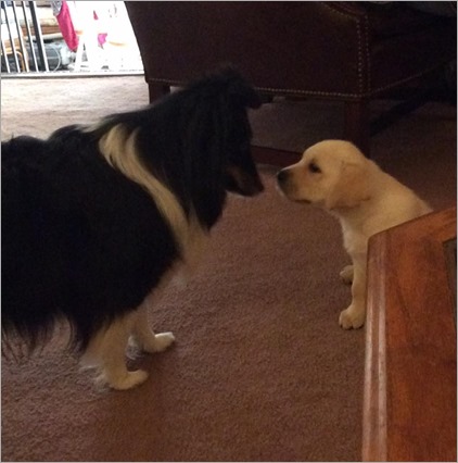 11891221_10153273181358509_2307484224913361164_n