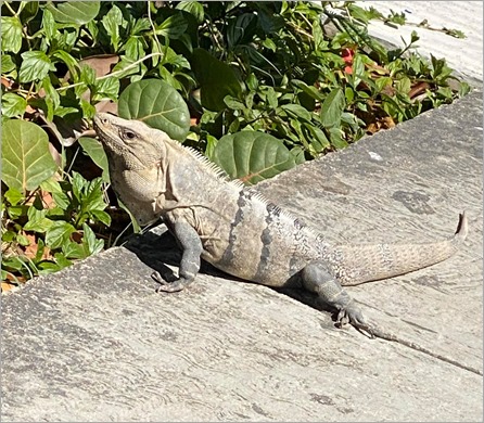 Iguana